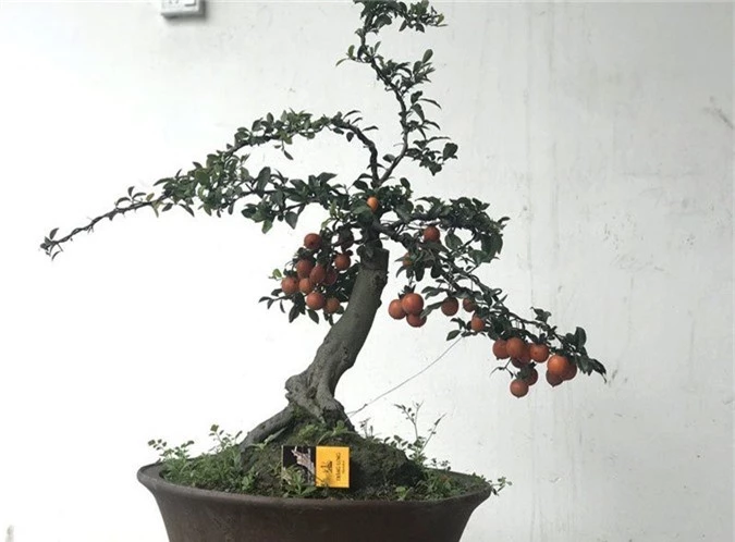 Cây hồng đá bonsai: Hàng lạ Tết này, giá tiền tỷ đại gia ôm liền - Ảnh 2.