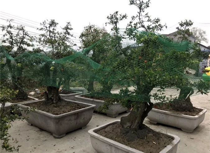 Cây hồng đá bonsai: Hàng lạ Tết này, giá tiền tỷ đại gia ôm liền - Ảnh 5.