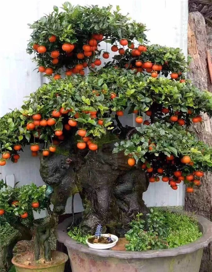 Cây hồng đá bonsai: Hàng lạ Tết này, giá tiền tỷ đại gia ôm liền - Ảnh 6.