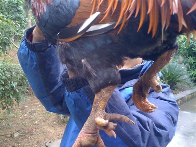 Loài gà "vua Hùng kén rể" trong truyền thuyết được ráo riết săn lùng làm quà biếu Tết