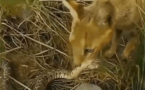 Clip: Cái kết thảm cho rắn độc tấn công ổ mèo