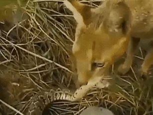 Clip: Cái kết thảm cho rắn độc tấn công ổ mèo