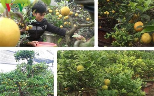 Hưng Yên: Làm giàu từ chanh tứ quý bonsai