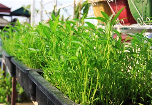 Quy trình trồng rau muống an toàn tại nhà cho năng suất cao