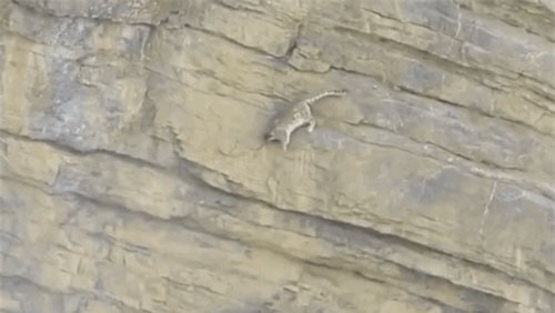 Clip: Báo tuyết suýt mất mạng vì gặp 'tai nạn nghề nghiệp'