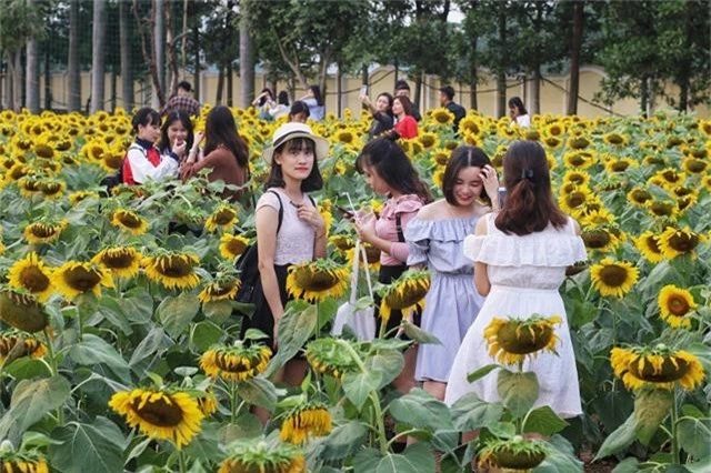 Vườn hướng dương nhanh chóng thu hút sự quan tâm của nhiều bạn trẻ vì chỉ cách nội thành Hà Nội khoảng 20km, không quá xa xôi để có một bộ ảnh đẹp