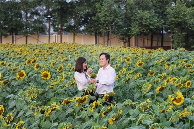 Lúc này bông hoa nở to vừa phải, cánh còn tươi và chưa quá già bị hạt kéo trĩu bông hoa rủ xuống.