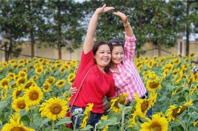 “Tuổi thọ” của một bông hoa hướng dương chỉ kéo dài khoảng 20 ngày vì vậy nếu đi quá muộn sẽ khó bắt được những khoảnh khắc ưng ý.