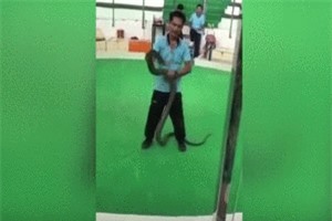 Clip: Biểu diễn với rắn hổ mang, người đàn ông bất ngờ bị cắn