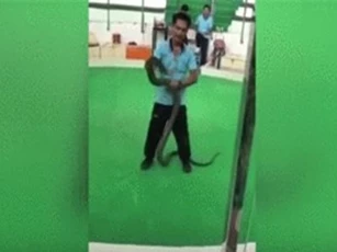 Clip: Biểu diễn với rắn hổ mang, người đàn ông bất ngờ bị cắn