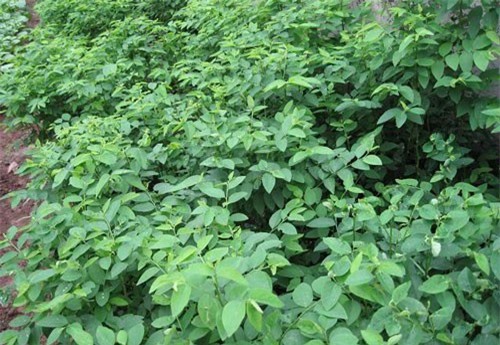 Kỹ thuật trồng rau ngót tại nhà cho năng suất cao