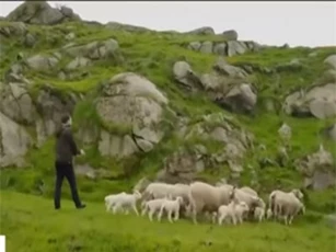 Clip: Thú vị với cách chăn thả cừu thời 4.0