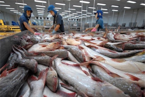 BẢN TIN TÀI CHÍNH - KINH DOANH: Xuất khẩu cá tra đạt giá trị kỷ lục, giá rau xanh tăng mạnh sau mưa lũ