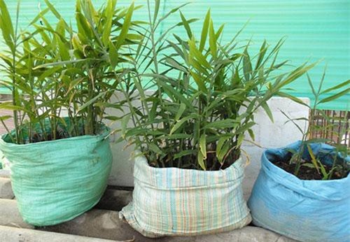 Kỹ thuật trồng gừng bằng bao xi măng đạt hiệu quả cao