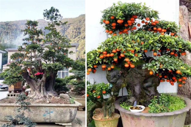 Gần 900 triệu đồng một cây hồng đá cổ thụ chơi Tết