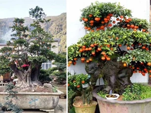 Gần 900 triệu đồng một cây hồng đá cổ thụ chơi Tết