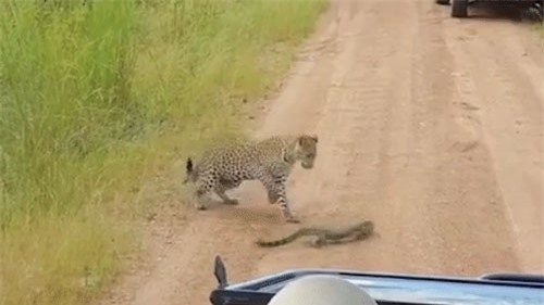 Clip: Báo hoa mai gặp phải đối thủ khó xơi