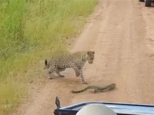 Clip: Báo hoa mai gặp phải đối thủ khó xơi