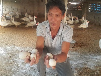 Làm giàu ở nông thôn: Nuôi ngan bán trứng, sáng ra có 500 ngàn đồng