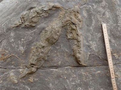 Phát hiện gần trăm dấu chân khủng long ở Hastings