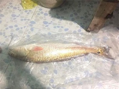 Ngư dân bắt được cá 'lạ' nặng 5kg, vàng óng, nghi sủ vàng quý hiếm