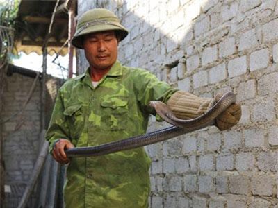 Nghe đã run tay: Nuôi đàn rắn hổ mang phì cho tiền tỷ mỗi năm