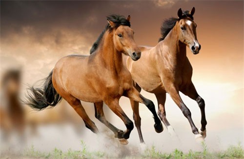 Dự đoán ngày mới (20/12) cho 12 con giáp: Tuổi Ngọ lãng mạn, tuổi Mùi hấp dẫn