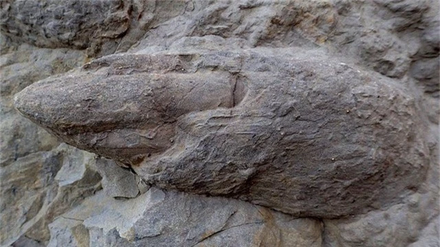 Ảnh cận cảnh phần móng vuốt từ dấu chân một con Iguanodontian – Ảnh từ Neil Davies, Đại học Cambridge