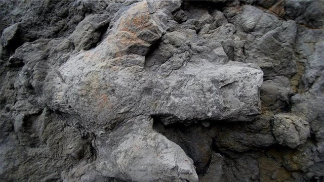 Một dấu chân Iguanodontian lớn - Ảnh từ Neil Davies, Đại học Cambridge