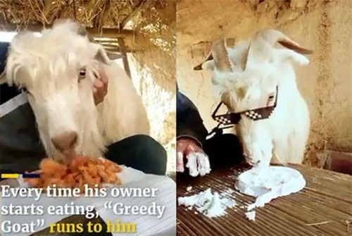 Clip: Chú dê ‘nổi như cồn’ nhờ thói tham ăn tục uống