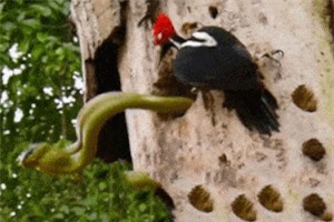 Clip: Chim gõ kiến tử chiến với rắn vì bị chiếm tổ