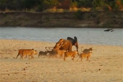 Clip: Đàn sư tử hợp sức ăn thịt voi con