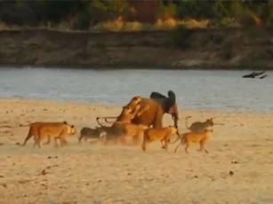 Clip: Đàn sư tử hợp sức ăn thịt voi con
