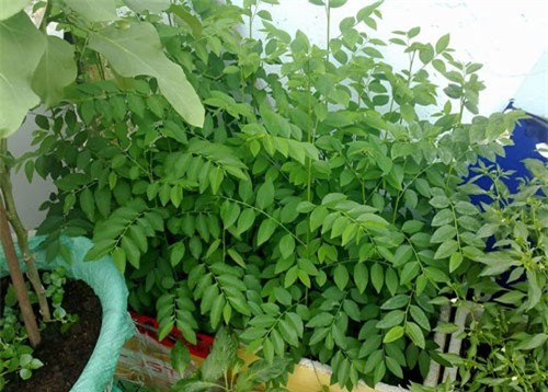 Rau ngót và những tác dụng thần kì đối với trẻ nhỏ