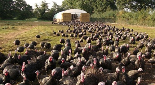 Các trang trại gà tây bận rộn dịp Giáng sinh