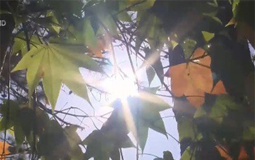 Rừng lá phong Đà Lạt trở thành điểm du lịch lý tưởng