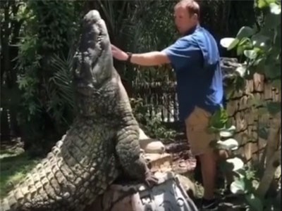 Clip: Khách du lịch vuốt ve cá sấu như thú cưng trong nhà