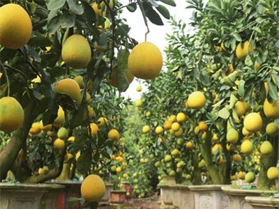 Cây bưởi cổ hiếm có: Cao hơn 1 mét, sai trĩu 300 quả vàng rực