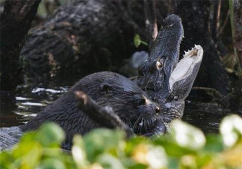 CLIP HOT (20/12): Nữ tài xế may mắn thoát chết khi tạt đầu container, cá sấu tử trận khi ‘đối đầu’ đàn rái cá