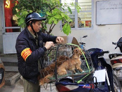 'Đã hạn chế được 70 - 80% tình trạng chó thả rông'