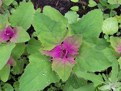 Công dụng chữa bệnh bất ngờ của cây rau muối