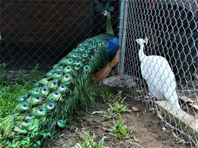 Trại chim quý giá cao vút 100 triệu đồng/cặp khách xếp hàng chờ mua