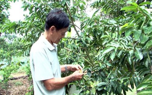 Thu tiền tỷ từ trồng mãng cầu xiêm trên đất nhiễm phèn