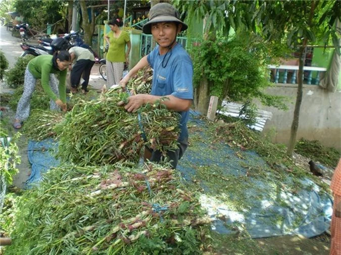 ca lang doi doi nho tha loai rau lon nhu thoi, hai quanh nam hinh anh 1