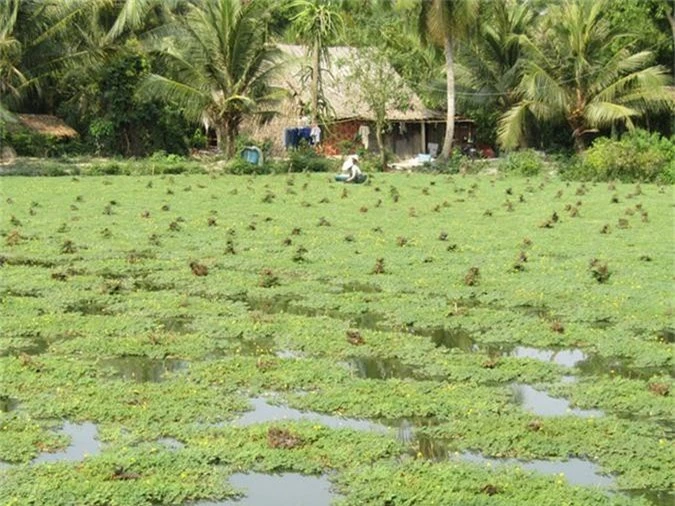 ca lang doi doi nho tha loai rau lon nhu thoi, hai quanh nam hinh anh 3