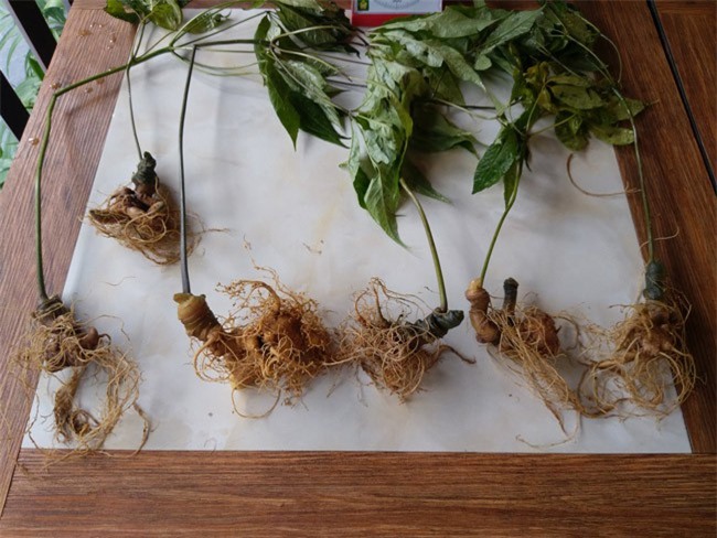 Lạc vào thế giới loài sâm quý hơn vàng của Việt Nam