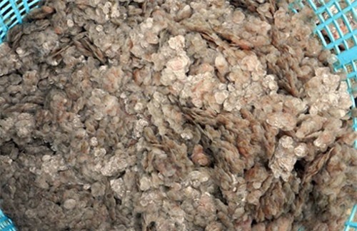 Thương lái bất ngờ lùng mua vảy cá ở miền Tây