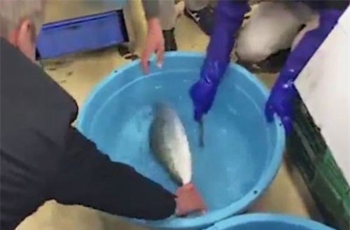 Clip: Cá đông lạnh ‘hồi sinh’ sau khi cho vào nước ấm