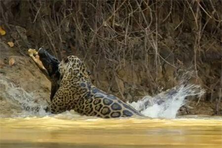 Clip: Cá sấu bỏ mạng trong 'tích tắc' vì xem thường đối thủ