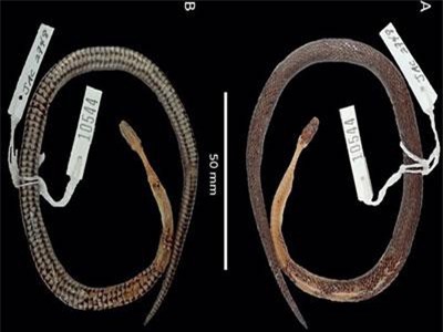 Phát hiện loài rắn mới ... bên trong 'dạ dày' một con rắn khác